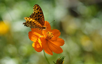 Summer, Flower, Macro, Spotted, Butterfly, Sunlight HD wallpaper