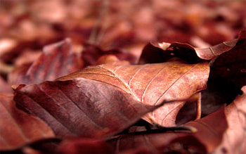 Autumn, Leaves, Macro, Dry, Wrinkled HD wallpaper