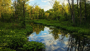 Summer Greens in Upstate New York, clouds, trees, landscape, sky, water, usa, reflections, pond HD wallpaper