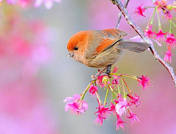Cute Bird, bird, , cute, beautiful, little HD wallpaper
