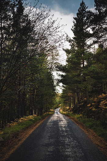 Alley, Nature, Trees, Road, Dahl, Distance HD phone wallpaper