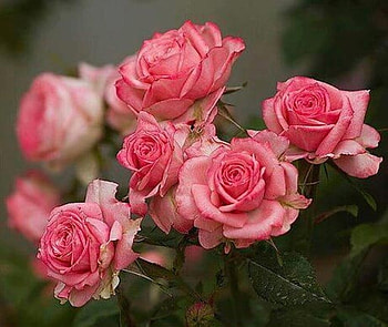 Roses, Flowers, Nature, Petals HD wallpaper