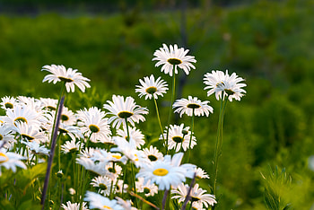 Garden, white daisy, plants and flowers, spring HD wallpaper