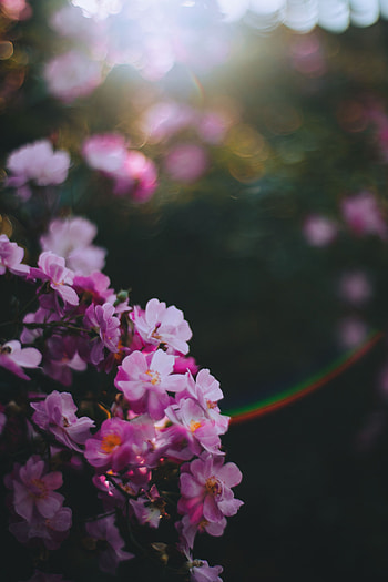Flowers, Pink, Macro, Glare, Blur, Smooth HD phone wallpaper
