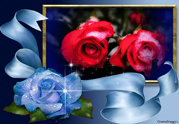 RED ROSES FRAMED, ROSES, FRAMED, RED, TWO HD wallpaper