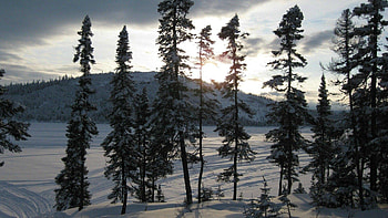Nature, Trees, Sky, Snow HD wallpaper