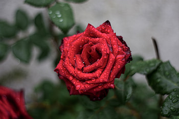 Drops, Macro, Rose Flower, Rose, Bud HD wallpaper