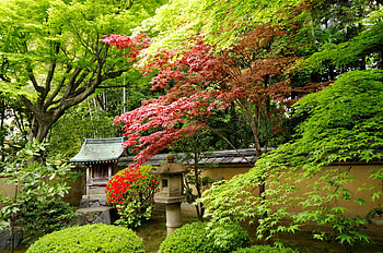 Summer garden, summer, garden, greenery, trees, beautiful, forest, park HD wallpaper