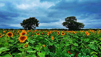 Sunflower Field near Moulton, Northamptonshire, U.K., blossoms, clouds, trees, flowers, sky HD wallpaper