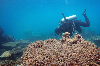 Great Barrier Reef, Devastation on 700 kilometers, Environmental impact, Conservation challenges HD wallpaper