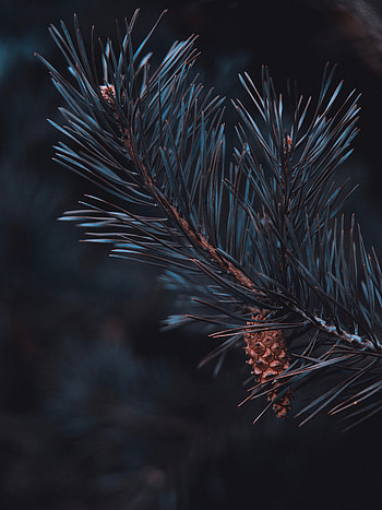 Pine, Macro, Branch, Needles, Cone, Bump HD phone wallpaper
