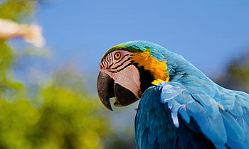 Parrot, macaw, muzzle HD wallpaper