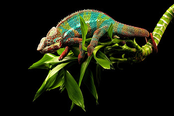 Colorful chameleon lizard backgrounds HD wallpaper