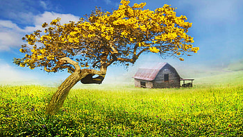 It's a Beautiful Day - Springtime in the Smoky Mountains, North Carolina, barn, springtime, blossoms, landscape, flowers, tree, usa HD wallpaper