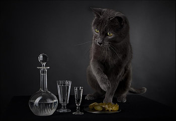 LIFE IN A STILL LIFE, animal, cat, feline, black HD wallpaper