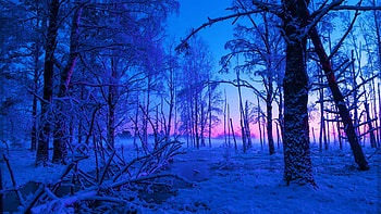 Sweden, Swedish Forests, Swedish Landscape, Europe HD wallpaper