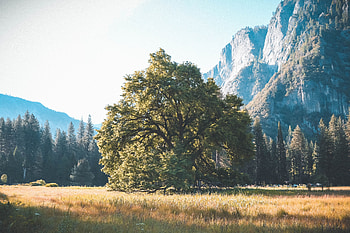 Nature, Grass, Mountains, Wood, Tree HD wallpaper