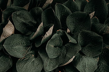Close-up of dark green leaves creating a textured, natural background. HD wallpaper