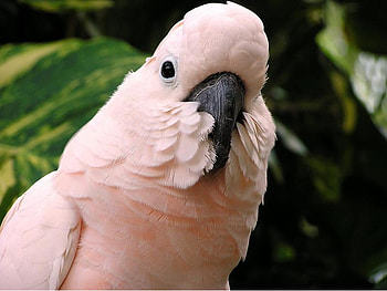 Parrot, animal, leaves, bird HD wallpaper