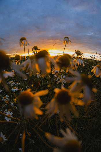 Flowers, Sunset, Grass, Camomile, Chamomile, Wildflowers HD phone wallpaper