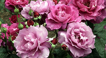 Pink Roses, bush, flowers, buds, roses HD wallpaper