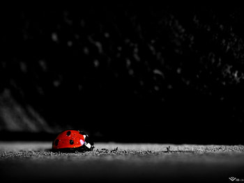 Lady Bug, lady, black, bug, red HD wallpaper