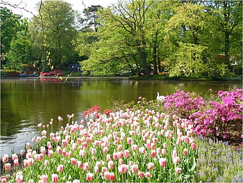 GARDEN, green, trees, pool, flowers, water HD wallpaper