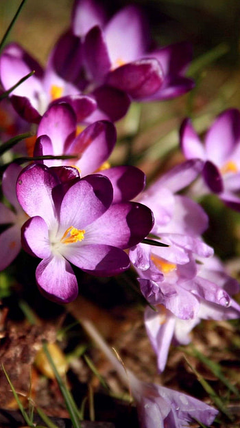 Flowers , Purple, Flowers HD phone wallpaper
