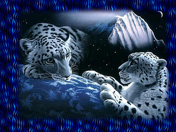 Leopard on blue, blue, leopard, wildlife, zoo HD wallpaper