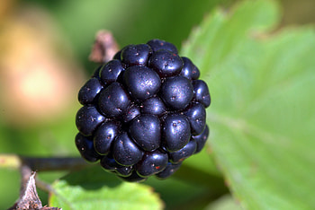 Blackberry, Macro, Berry HD wallpaper