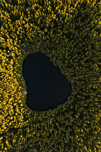 Lake, tree, aerial view HD phone wallpaper