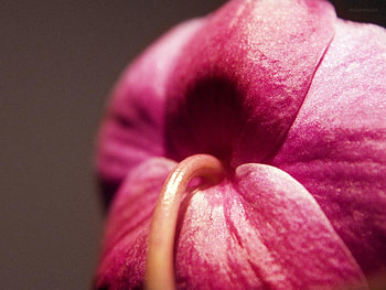 christines orchid , orchid HD wallpaper