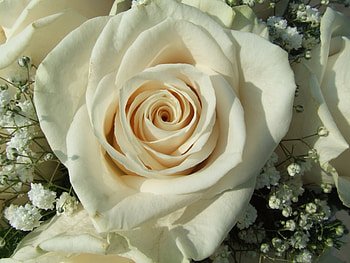 Plants, Flowers, Roses HD wallpaper