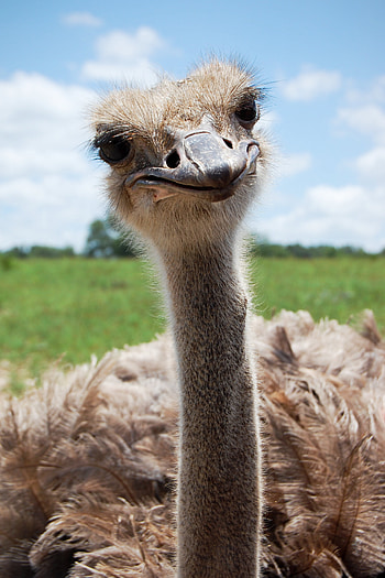 Ostrich beak, Avian species, Large bird, Unique appendage HD phone wallpaper