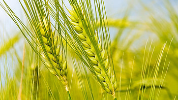 Macro, Field, Ear HD wallpaper
