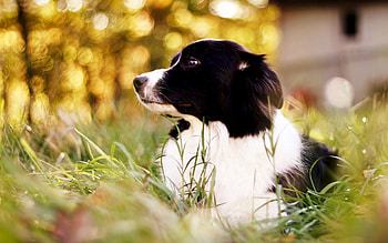 Animals, Grass, Dog, Spotty, Spotted, Border Collie HD wallpaper