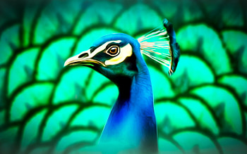 Peacock Painting, animal, bird, art, peafowl, beautiful, illustration, avian, artwork, wide screen, wildlife, painting, nature, peacock HD wallpaper
