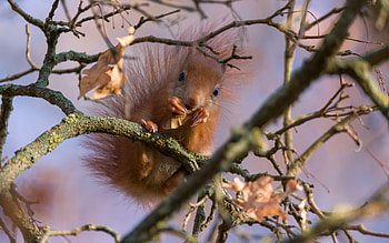 Squirrel, animal, rodent, tree HD wallpaper