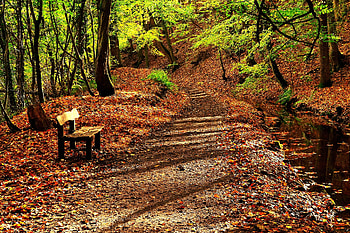 Autumn Forest, Road, Bench, Leaves, Autumn HD wallpaper