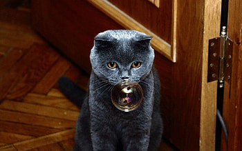 Animals, Cat, Muzzle, Thick, Fat, Soap Bubble HD wallpaper