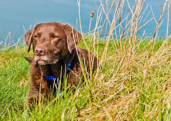 Dog, sweet, animal, dogs, cute, beautiful, puppys, puppy, pretty, animals, lovely HD wallpaper