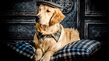 Light Brown Golden Retriever Dog Is Sitting On Pillow Wearing Cap Dog HD wallpaper
