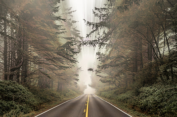 Nature, Road, Forest, Fog, Blur, Smooth HD wallpaper