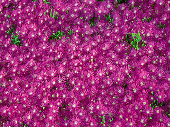 Bursting With Color!!, pink, california, ice plants, flowers, spring HD wallpaper