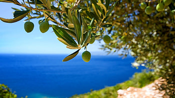 Olive tree , Nature's beauty, Lush greenery, Peaceful ambiance HD wallpaper
