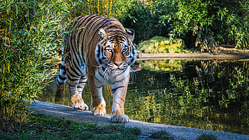 Animals, Lake, Predator, Big Cat, Sight, Opinion, Tiger HD wallpaper