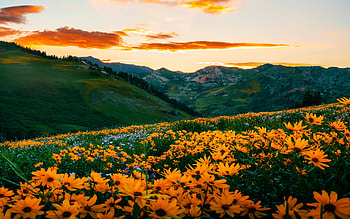 Wildflower sunset dream at Alta, Utah, sunset, blossoms, summer, hills, clouds, meadow, usa HD wallpaper