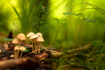 Grass, Mountains, Macro, Focus HD wallpaper