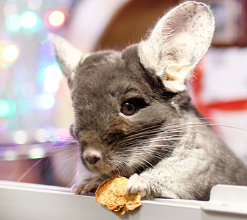 Dr. Buhr's chinchilla clinic, Expert care for chinchillas, Animal hospital, Veterinary expertise HD wallpaper