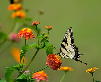 Close-up of an Eastern Tiger Swallowtail butterfly perched on vibrant lantana flowers in a natural setting. HD wallpaper